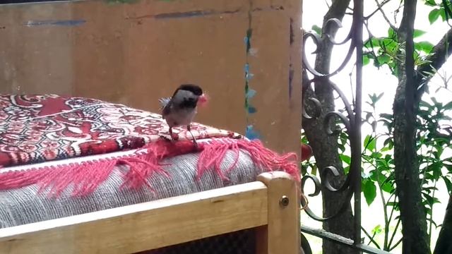 Синица готовит материал для гнезда смотреть онлайн