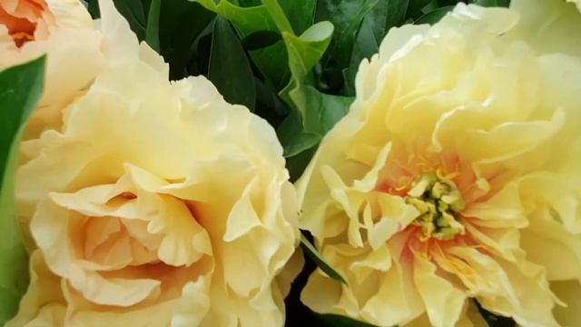 Пион ITO Canary Brilliants. Пион Кенари Бриллиантс. смотреть онлайн