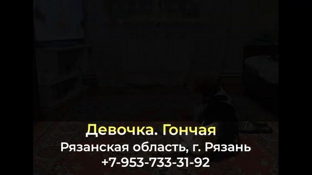 Пропала собака! Девочка Рязанская область , г. Рязань смотреть онлайн