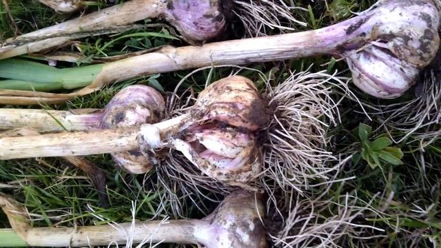 Сравнение сортов озимого чеснока 2017г. Крупный озимый чеснок. Сохранность - один год. смотреть онлайн