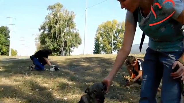 Выгул собак 08,09,2019 Мастер класс по социализации и дрессировке. смотреть онлайн