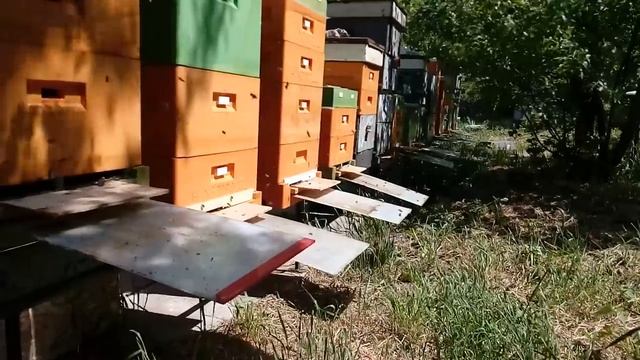 Сегодня на пасеке, 3 мая 2018 г. Хранение перги, расширение. смотреть онлайн