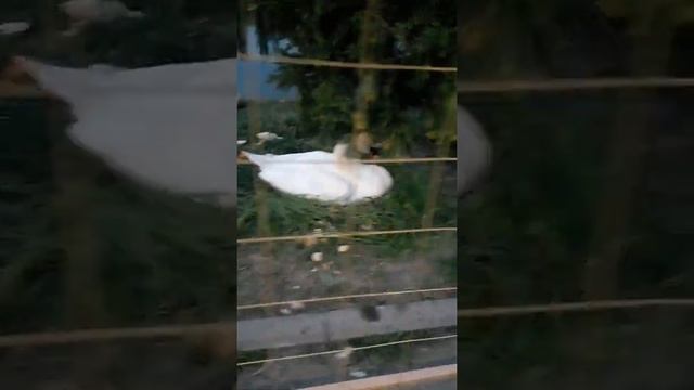 лебедь высиживает яйца смотреть онлайн