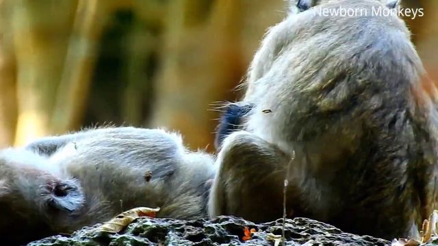 Surprise War - Vulture And Jackal Fight In The Wild смотреть онлайн