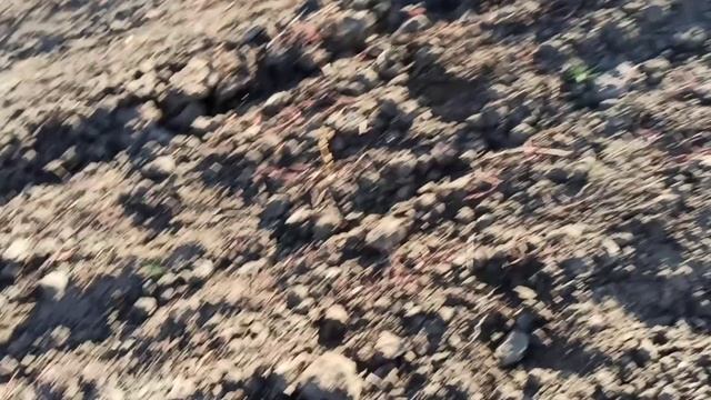 Участок Шафрана после выкопки смотреть онлайн