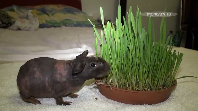 Skinny guinea Pig - best of 2009 part 1 (morcata.eu) смотреть онлайн