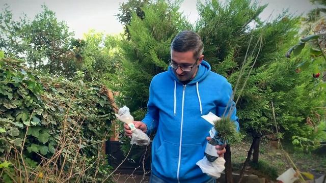 Отзывы, Большой Сочи, раздали 2116 новых деревьев для посадки. смотреть онлайн