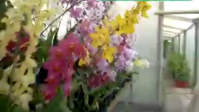 El señor de las orquídeas смотреть онлайн