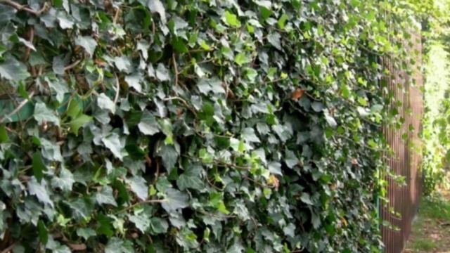 Живые беседки: лучшие идеи для дачного участка смотреть онлайн