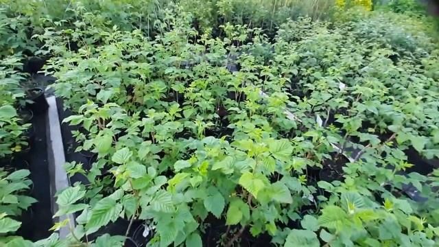 Саженцы элитной малины Фазенда Дрезна смотреть онлайн