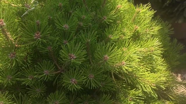 #TreeTipTuesday - Pinus densiflora 'Low Glow' смотреть онлайн