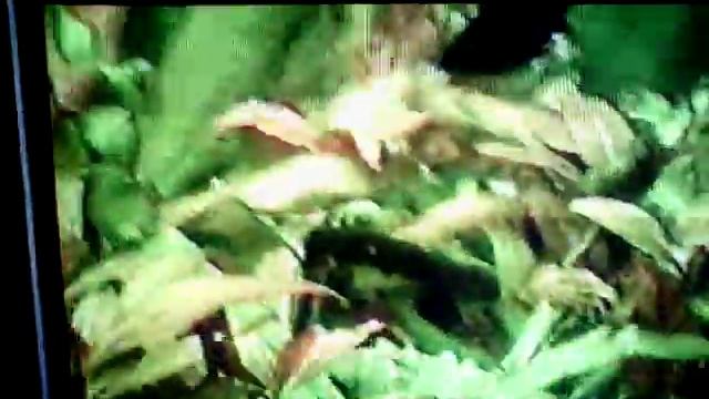 Аквариум и златозубый кот смотреть онлайн