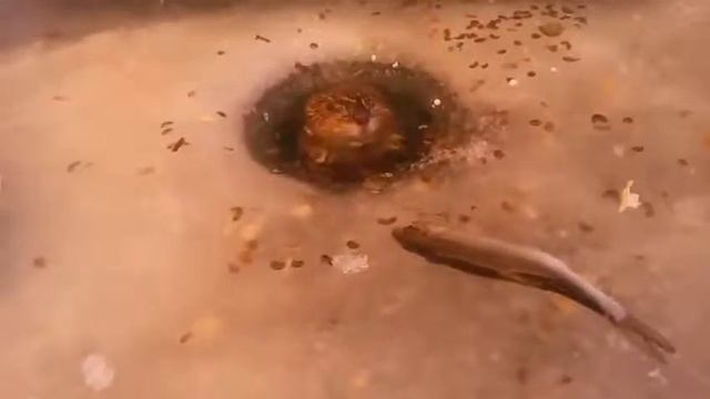 Ондатра в лунке смотреть онлайн