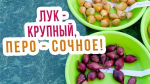 Весенняя посадка лука севка. Правила ухода за луком севком: полив и борьба с луковой мухой