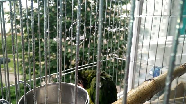 ПОПУГАЙ КУПАЕТСЯ. НА УЛИЦЕ очень тепло! Черноголовый попугай. Волнистый попугай. ОЖЕРЕЛОВЫЕ смотреть онлайн