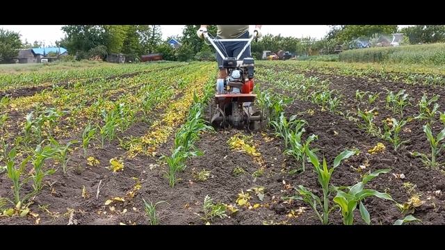 Культивация и полив сладкой кукурузы после обработки гербецидами