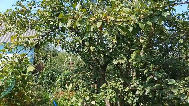 Маточник Питомник Павловнии Войлочной на даче.)20.08.21 смотреть онлайн