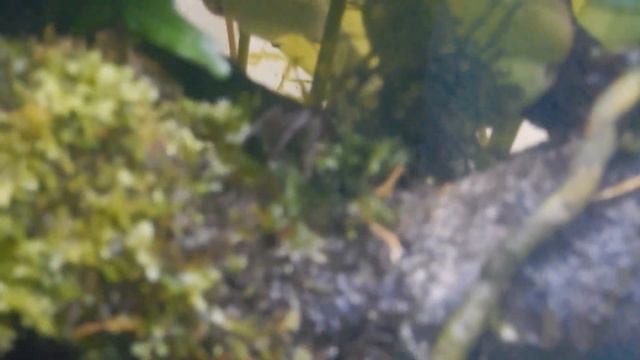 Живые джунгли у меня дома. смотреть онлайн