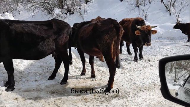 Дорога в Местию в феврале в Грузии  თებერვალს მესტიაში გზაა