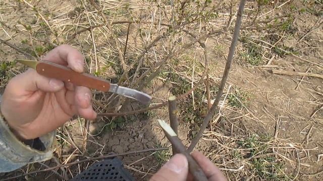Прививка алычи смотреть онлайн