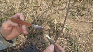 Прививка алычи