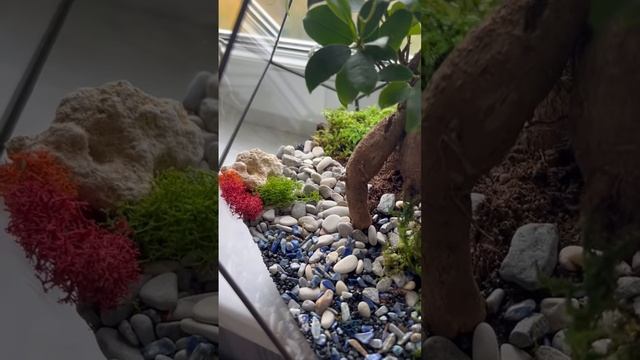 ?Флорариум Фикус бонсай с лазуритом смотреть онлайн