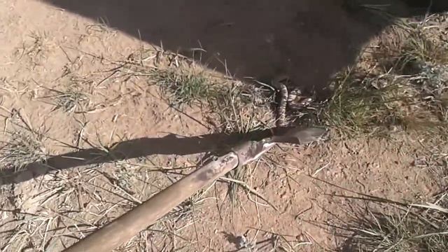 Щитомордник в Казахстанской степи смотреть онлайн