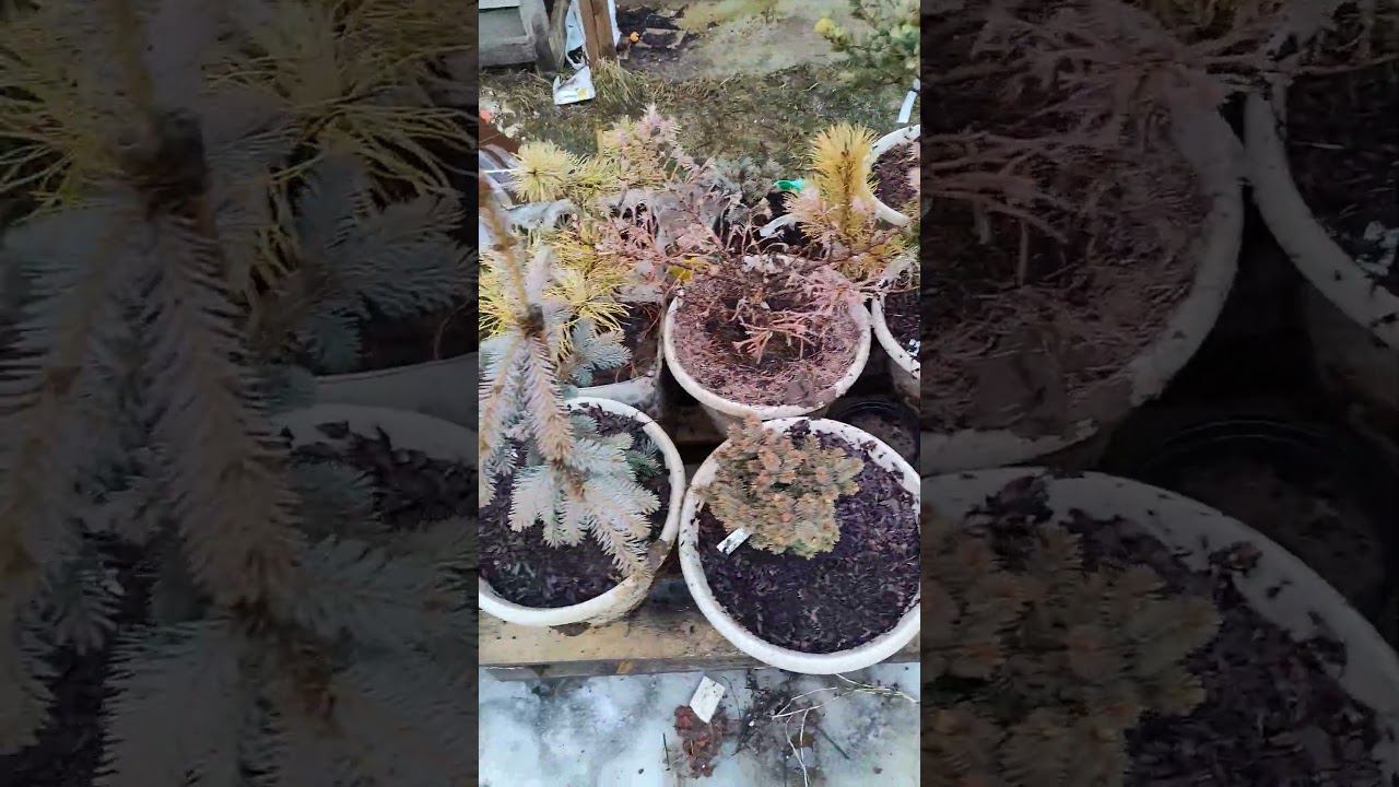 хвойные малыши 