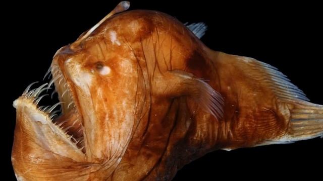 Top 10 Times Nature Made Us Say NOPE смотреть онлайн