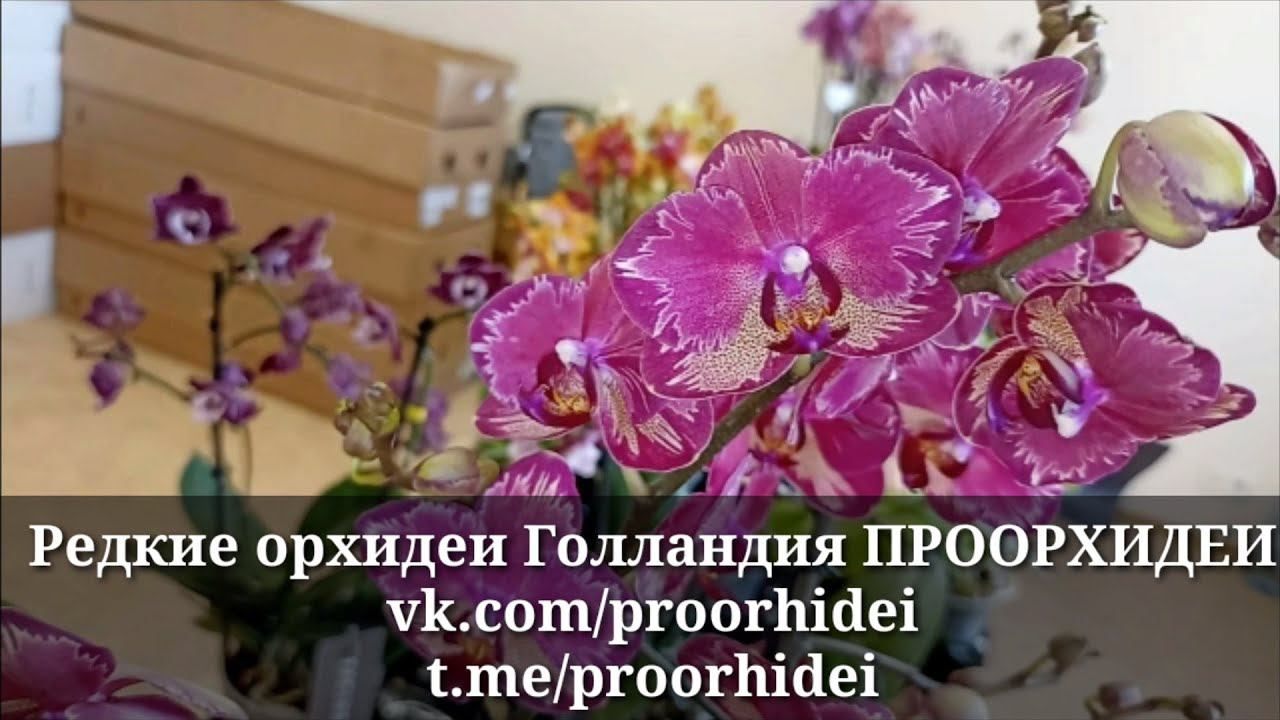 Интрига, чёрный Пиниф, бабочка Лиодоро, черный пелорик, дикий кот, Бронзовый будда смотреть онлайн