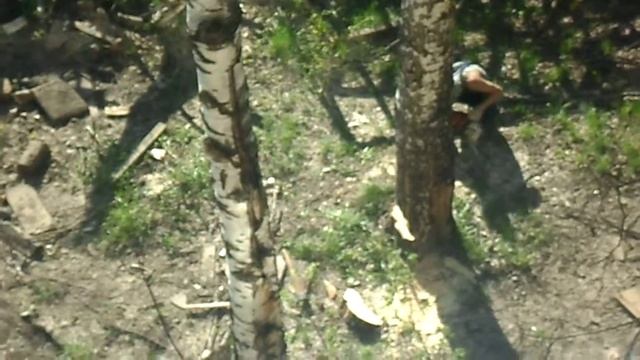 Пилят  березы