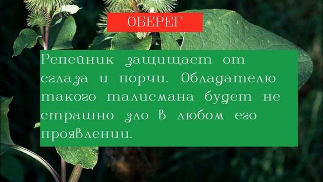 Лопух корень лечебные свойства/КОРНИ ЛОПУХА ПОМОГУТ ВАМ ИЗБАВИТЬСЯ ОТ МНОГИХ БОЛЕЗНЕЙ ./Отвар корен смотреть онлайн