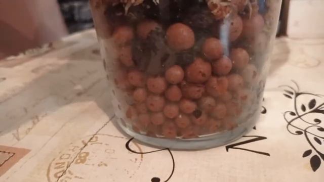 How to plant orchid In Vase ( SUBS-ENGLISH-GREEK-RUSSIAN) смотреть онлайн