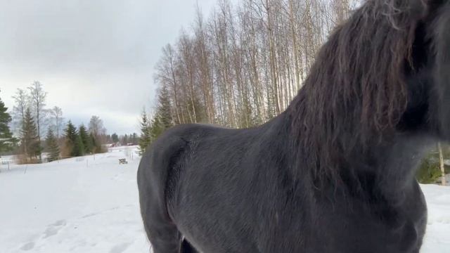 Копыта лошади, какими должны быть, как исправить смотреть онлайн