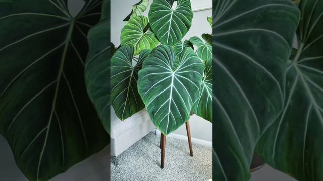 2022 wishlist plants philodendron golden dragon , micans, gloriousum, adensonii variegated. #short смотреть онлайн
