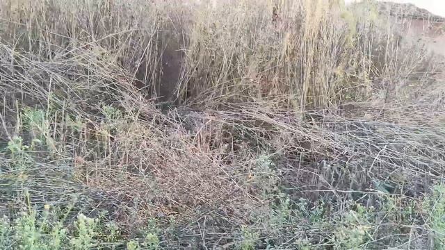 δοκιμάζουμε σαραντάρι δίσκο στο χορτοκοπτικό смотреть онлайн