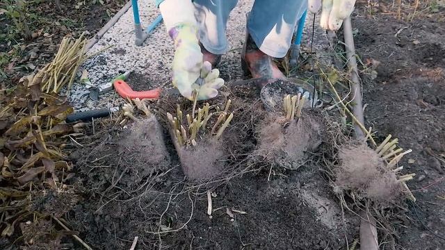 Пересадка и деление флоксов в октябре смотреть онлайн