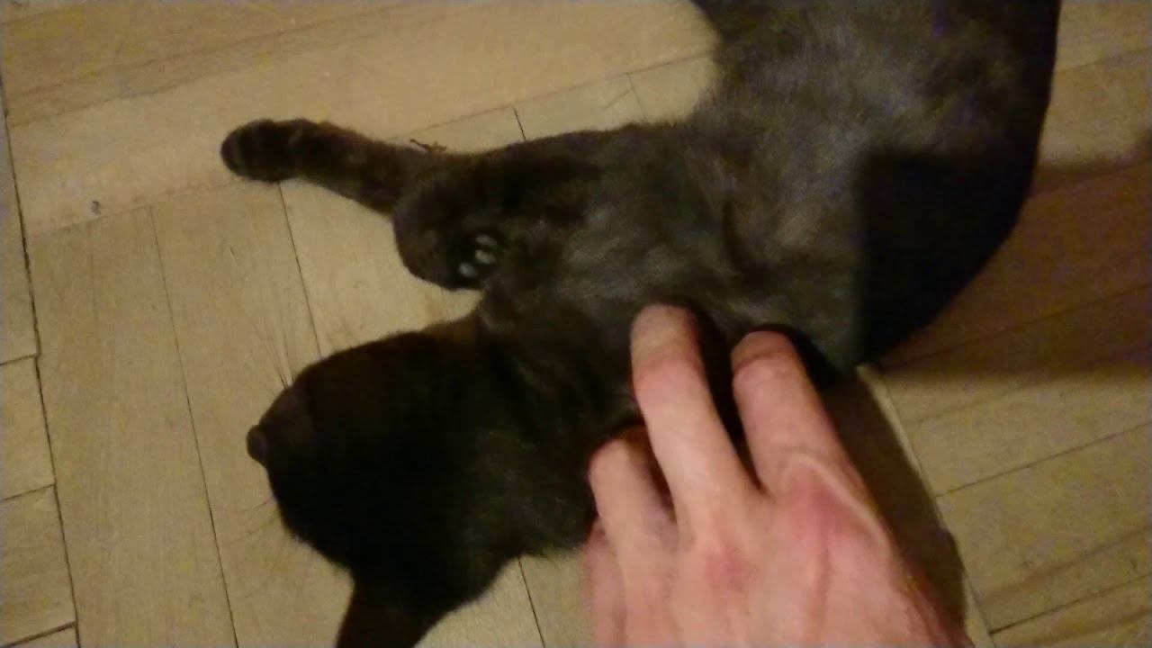 Котёнок смотреть онлайн