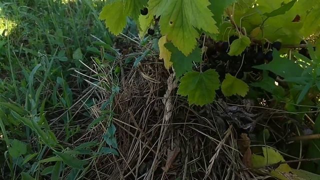 Собираю смородину. Подвязываю помидоры. Поливаю. Собираю жуков.12 июля. смотреть онлайн