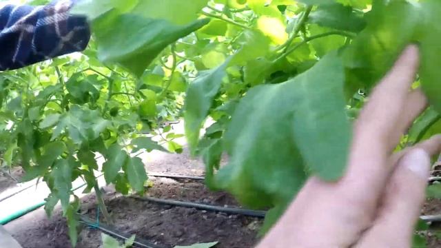 Помидор в теплице. Угловое - серия 6. Активный рост. смотреть онлайн