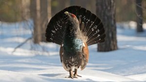 Почему глухаря назвали глухарем