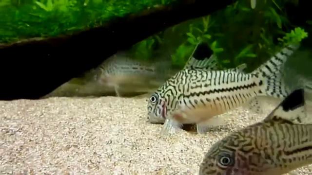 ATLAS DE PECES "Corydoras" смотреть онлайн