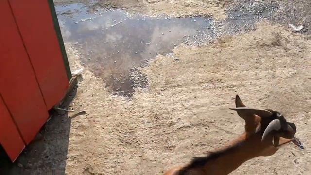КРЫМ ПАРК ЛЬВОВ ТАЙГАН г БЕЛОГОРСК 2020 смотреть онлайн