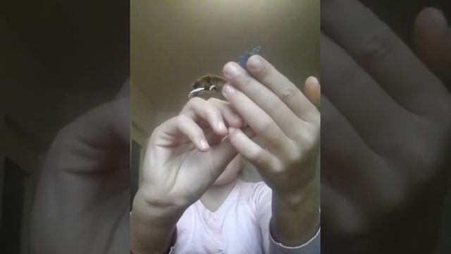 Обзор на куклу бу ерк смотреть онлайн