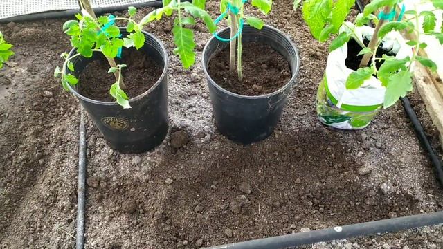 Самоизоляция на даче. Попали в переплет.Как будем покупать продукты? смотреть онлайн