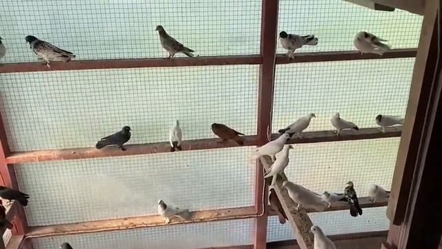 Голуби Бакинцы Широкохвостые Кашира. +7 (926) 253-20-20 Юрий. смотреть онлайн