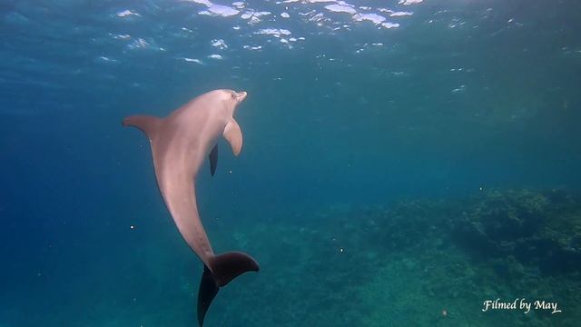 Одинокий дельфин - что он делает?/Lonely dolphin - what he's doing? смотреть онлайн
