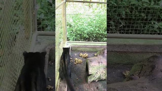 Лувак кофе- животные которые делают вкусный кофе смотреть онлайн