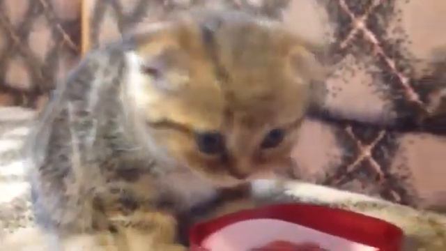 КОТЕНОК кушает БОРЩ смотреть онлайн