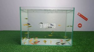 ТОП 5 неприхотливых аквариумных рыб. Аквариумные рыбки для начинающих. Каких рыбок лучше завести.